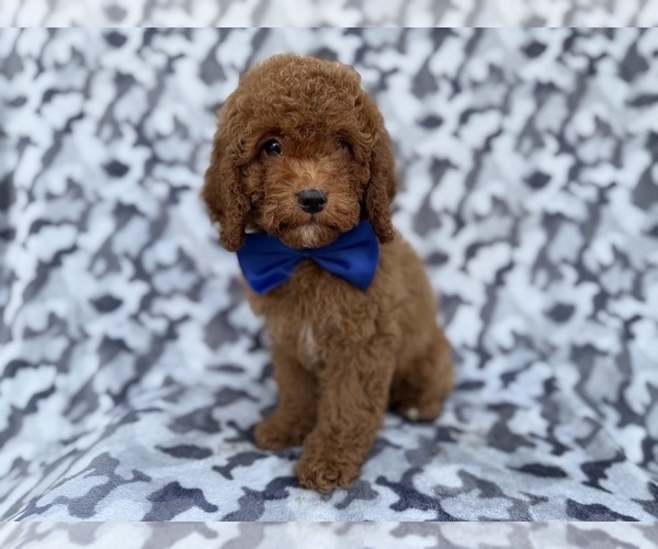 Medium Photo #5 Cock-A-Poo Puppy For Sale in LAKELAND, FL, USA