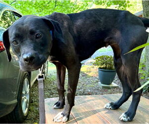 American Pit Bull Terrier-Labrador Retriever Mix Dogs for adoption in Ellijay, GA, USA