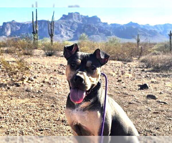 Medium Photo #19 Rus-A-Pei Puppy For Sale in Chandler, AZ, USA
