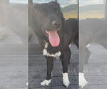 Small Border Collie Mix
