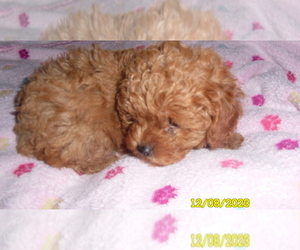 Poodle (Toy) Puppy for sale in DULUTH, GA, USA