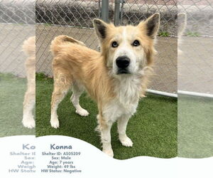 Mutt Dogs for adoption in Stratham, NH, USA