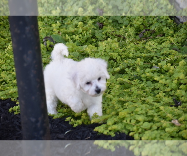 Medium Photo #6 Bichpoo Puppy For Sale in ELDORADO, OH, USA