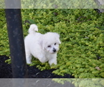 Bunny - Female Bichpoo Puppy for Sale - Photo #6
