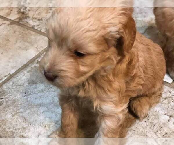 Medium Photo #7 Goldendoodle Puppy For Sale in LIMA, OH, USA