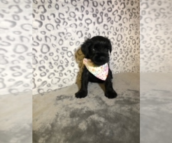 Medium Photo #5 Schnauzer (Miniature) Puppy For Sale in BALLWIN, MO, USA