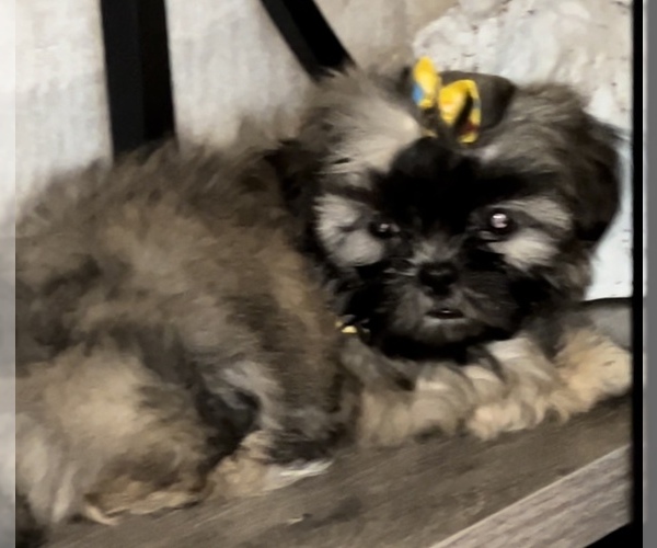 Medium Photo #6 Shih Tzu Puppy For Sale in DENTON, MD, USA