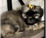 Small Photo #6 Shih Tzu Puppy For Sale in DENTON, MD, USA