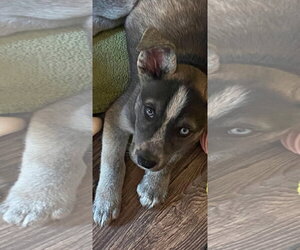 Siberian Husky-Unknown Mix Dogs for adoption in Bellevue, WA, USA