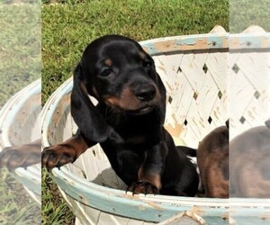 Dachshund Puppy for sale in ROWLEY, MA, USA