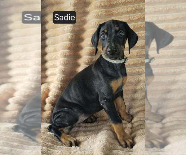 Medium Photo #6 Doberman Pinscher Puppy For Sale in POMEROY, OH, USA