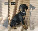 Small #5 Doberman Pinscher