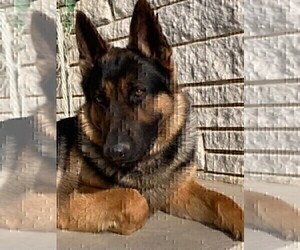 Father of the German Shepherd Dog puppies born on 06/06/2026