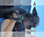 Small #2 Norfolk Terrier Mix