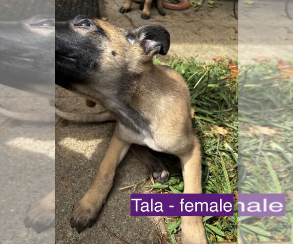 Medium Photo #3 Mutt Puppy For Sale in Imlay City, MI, USA