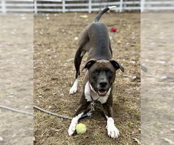 Medium Photo #1 Labrador Retriever-Unknown Mix Puppy For Sale in Dedham, MA, USA