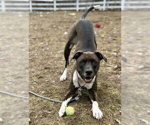 Labrador Retriever-Unknown Mix Dogs for adoption in Dedham, MA, USA