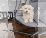 Small Photo #3 Havanese Puppy For Sale in DURHAM, CT, USA