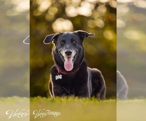 Ursa - F - Female Labrador Retriever-Unknown Mix Dog for Adoption - Photo #6