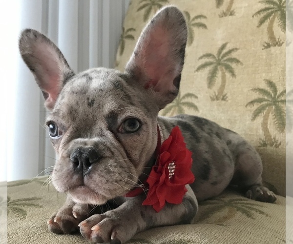 Medium Photo #1 French Bulldog Puppy For Sale in COCOA, FL, USA