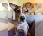Small #10 Mutt
