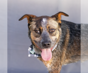 Medium Mutt
