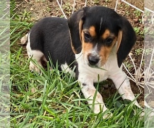 Beagle Puppy for sale in BOWLING GREEN, KY, USA