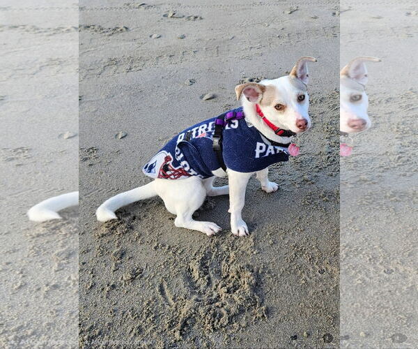 Medium Photo #2 Chiweenie Puppy For Sale in Wakefield, RI, USA