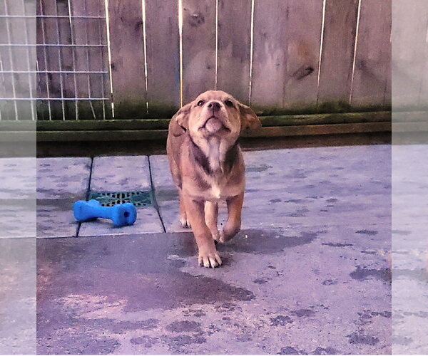 Medium Photo #3 Mastiff-Siberian Husky Mix Puppy For Sale in Sequim, WA, USA