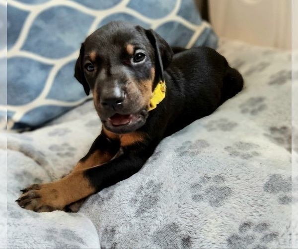 Medium Photo #6 Doberman Pinscher Puppy For Sale in KEMPNER, TX, USA