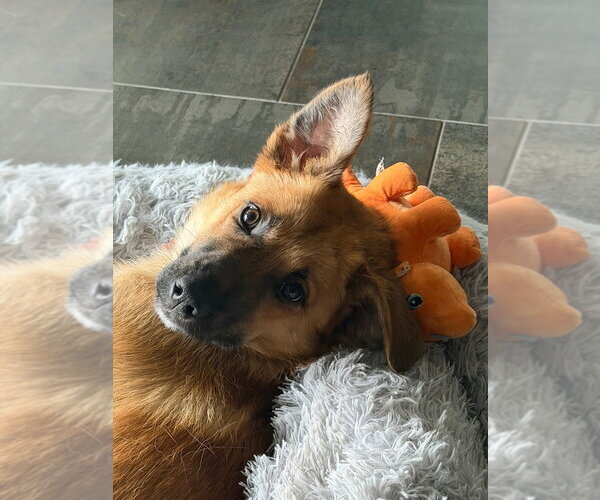 Medium Photo #3 Mutt Puppy For Sale in Andover, MN, USA