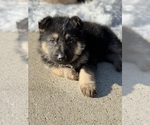 Small Photo #3 German Shepherd Dog Puppy For Sale in ADDISON, IL, USA