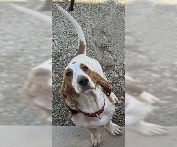 Medium Photo #1 Basset Hound Puppy For Sale in Deepwater, NJ, USA