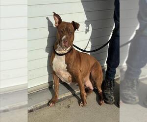 Mutt Dogs for adoption in Louisville, KY, USA