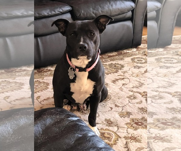 Medium Photo #5 American Staffordshire Terrier-Unknown Mix Puppy For Sale in Holly Springs, NC, USA