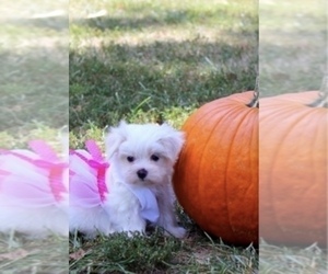 Mother of the Morkie puppies born on 05/10/2025
