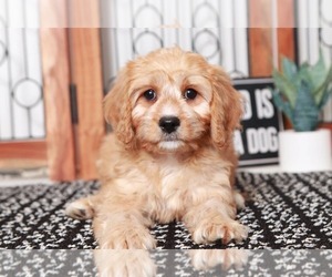 Cavapoo Puppy for sale in NAPLES, FL, USA