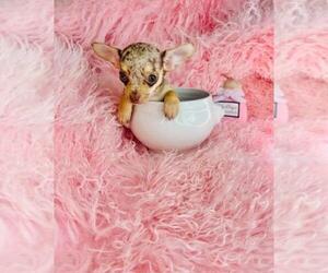 Chihuahua Puppy for sale in FORT LAUDERDALE, FL, USA