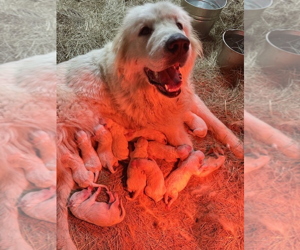 Medium Photo #1 Great Pyrenees Puppy For Sale in ABBOTTSTOWN, PA, USA