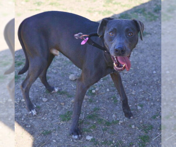 Medium Photo #1 Unknown-Weimaraner Mix Puppy For Sale in San Antonio, TX, USA