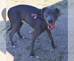 Small Weimaraner Mix