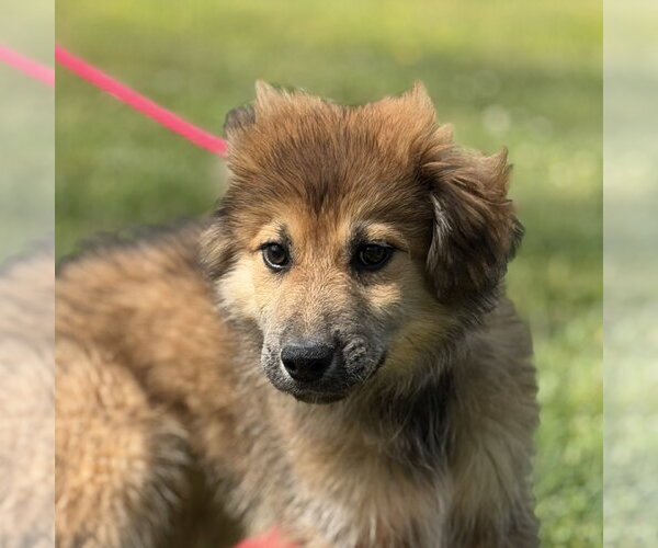 Medium Photo #1 German Shepherd Dog-Great Pyrenees Mix Puppy For Sale in Yardley, PA, USA