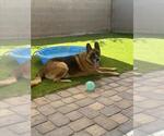 Small #2 German Shepherd Dog Mix