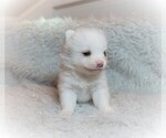 Small Photo #4 Pomsky Puppy For Sale in DRACUT, MA, USA