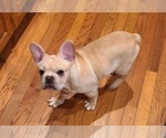 Small Photo #22 French Bulldog Puppy For Sale in LEES SUMMIT, MO, USA