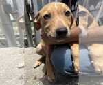 Small #6 Catahoula Leopard Dog Mix