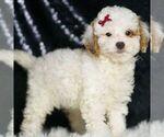 Small #5 Poodle (Toy)