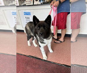 Akita Dogs for adoption in Pottstown, PA, USA