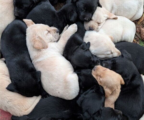 Medium Photo #2 Labrador Retriever Puppy For Sale in SHELTON, WA, USA