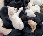 Small #1 Labrador Retriever